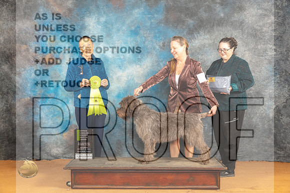 Wirehaired Pointing Griffon #6 Sat OHRBIS Judge Carolyn Herbel r_JP_0477_Glen Rose_2024_HR3