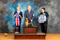 Yorkshire Terrier #7 Sat RBIS Judge Nena Dee