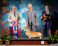 Pembroke Welsh Corgi #18 Sat BIS Judge Edd Biven