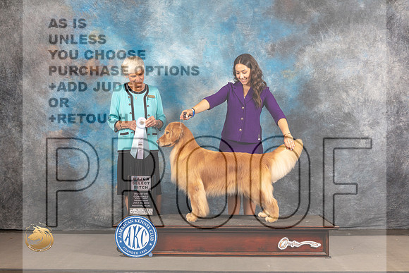 Golden Retriever #18 Wed SB Judge Pluis Davern_MJ_2988_Houston_2022_HR3