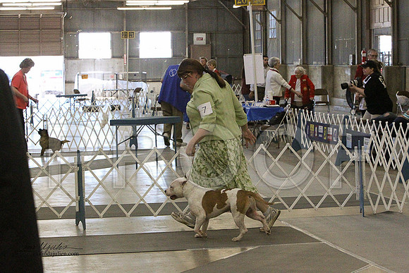 AmStaff-7071LR