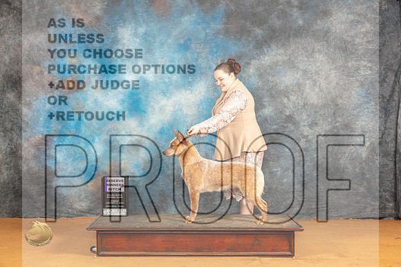 Australian Cattle #10 Sun RWB Judge Edy Dykstra-Blum_JP_0691_Glen Rose_2024_HR3