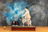 Australian Cattle Dog #18 Sun WBM Judge Edy Dykstra-Blum