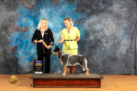 Australian Cattle Dog #19 Sun BOB Judge Edy Dykstra-Blum