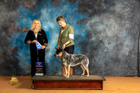 Australian Cattle Dog #43 Sun BOW Judge Edy Dykstra-Blum