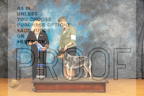 Australian Cattle Dog #43 Sun BOW Judge Edy Dykstra-Blum_JP_0676_Glen Rose_2024_HR3
