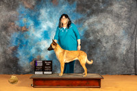 Belgian Malinois #6 Sun WBM Judge Butch Shulman