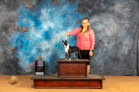 Boston Terrier #10 Sun WB Judge Pat Trotter