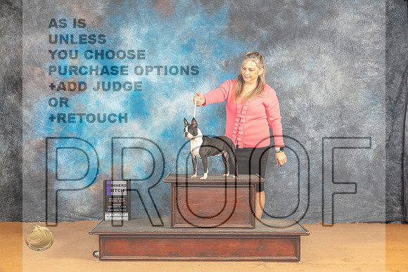 Boston Terrier #10 Sun WB Judge Pat Trotter_JP_0628_Glen Rose_2024_HR3