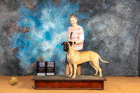 Bullmastiff #12 Sun 9-121RWB Judge Carolyn Herbel