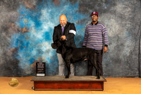 Cane Corso #21 Sun BOWCH Judge Dr Norbert Dee