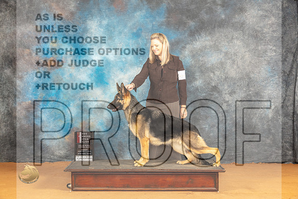German Shepherd Dog #18 Sun WBBOSM Judge Butch Shulman_JP_0714_Glen Rose_2024_HR3