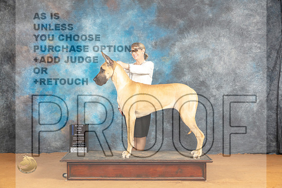 Great Dane #10 Sun WBBOWM Judge Pat Trotter_JP_0737_Glen Rose_2024_HR3