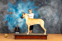 Great Dane #10 Sun WBBOWM Judge Pat Trotter