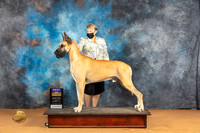 Great Dane #5 Sun BOB Judge Pat Trotter