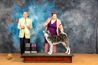 Japanese Akitainu #96 Sun MBIS COM Judge Desmond Murphy