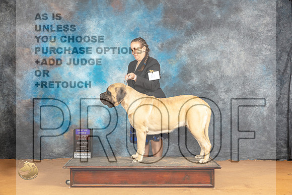 Mastiff #8 Sun BOBOHBOBM Judge Carolyn Herbel_JP_0703_Glen Rose_2024_HR3