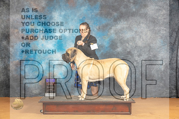 Mastiff #8 Sun BOBOHBOBM Judge Carolyn Herbel_JP_0705_Glen Rose_2024_HR3