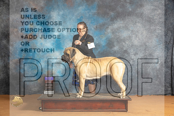 Mastiff #8 Sun BOBOHBOBM Judge Carolyn Herbel_JP_0706_Glen Rose_2024_HR3