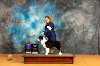 Miniature American Shepherd #11 Sun WDBOWM Judge Dr Steve Keating