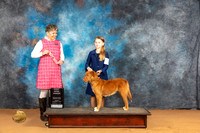 Nova Scotia Duck Tolling Retriever #J402 1st Judge Ann Wolf