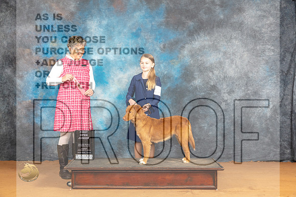 Nova Scotia Duck Tolling Retriever #J402 1st Judge Ann Wolf_JP_0667_Glen Rose_2024_HR3