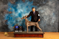 Weimaraner #12 Sun  BOWM Judge Nena Dee