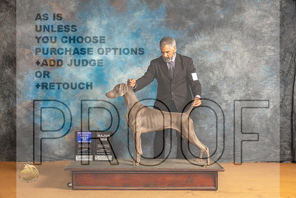 Weimaraner #12 Sun  BOWM Judge Nena Dee_JP_0631_Glen Rose_2024_HR3