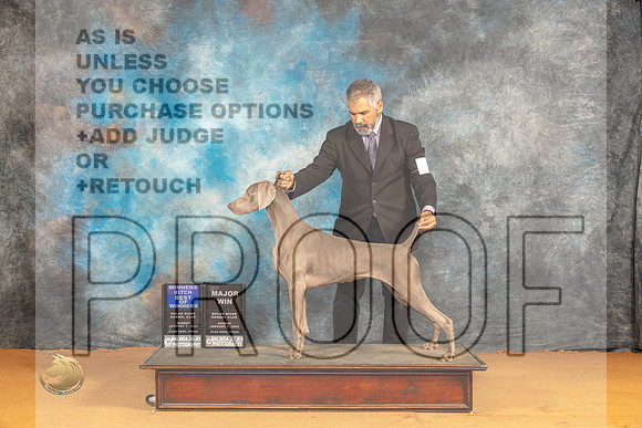 Weimaraner #12 Sun  BOWM Judge Nena Dee_JP_0633_Glen Rose_2024_HR3