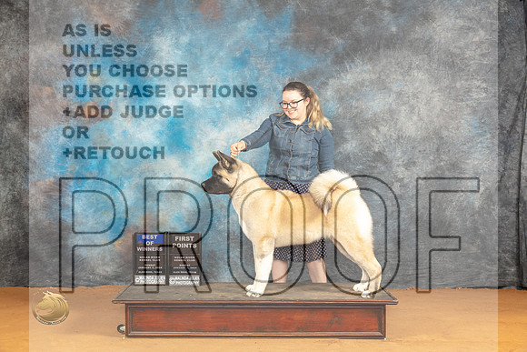 Akita #6 Sun BOW Judge Carolyn Herbel_JP_0801_Glen Rose_2024_HR3