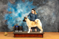 Akita #6 Sun BOW Judge Carolyn Herbel