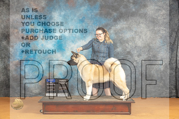 Akita #6 Sun BOW Judge Carolyn Herbel_JP_0803_Glen Rose_2024_HR3