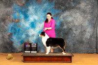 Australian Shepherd #18 Sun WBBOS Judge Dr Steve Keating