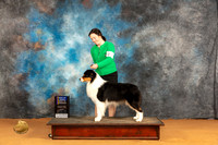 Australian Shepherd #23 Sun WDBOWBOB Judge Dr Steve Keating