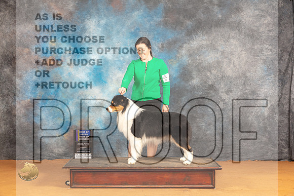 Australian Shepherd #23 Sun WDBOWBOB Judge Dr Steve Keating_JP_0806_Glen Rose_2024_HR3