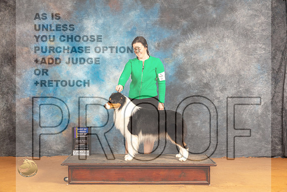 Australian Shepherd #23 Sun WDBOWBOB Judge Dr Steve Keating_JP_0807_Glen Rose_2024_HR3