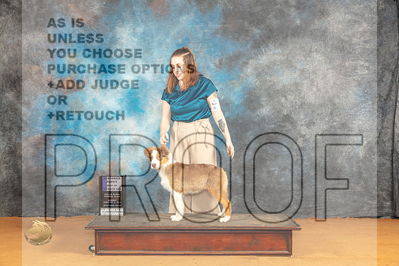 Australian Shepherd #25 Sun BOS Judge Ann Wolf_JP_0763_Glen Rose_2024_HR3