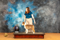 Australian Shepherd #25 Sun BOS Judge Ann Wolf