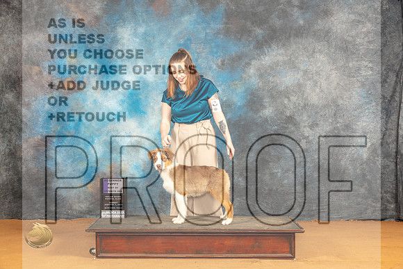 Australian Shepherd #25 Sun BOS Judge Ann Wolf_JP_0764_Glen Rose_2024_HR3