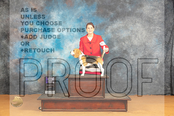 Beagle #16 Sun WBM Judge Ann Wolf_JP_0741_Glen Rose_2024_HR3