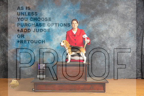 Beagle #16 Sun WBM Judge Ann Wolf_JP_0742_Glen Rose_2024_HR3