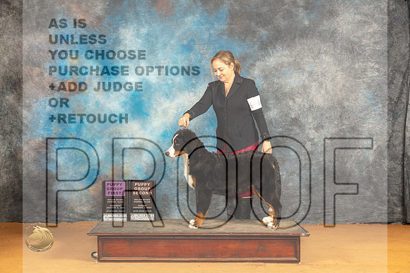 Bernese Mountain Dog #24_JP_0866_Glen Rose_2024_HR3