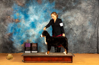 Bernese Mountain Dog #24
