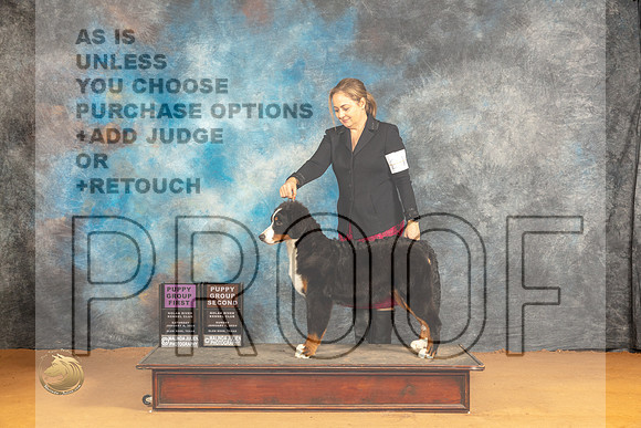 Bernese Mountain Dog #24_JP_0865_Glen Rose_2024_HR3