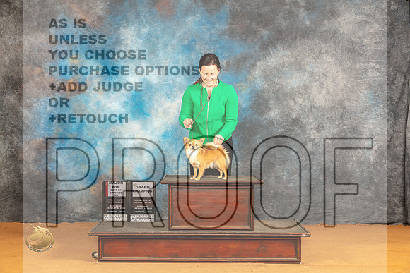 Chihuahua Longcoat #16 Sat BOS Judge Pat Trotter_JP_0916_Glen Rose_2024_HR3