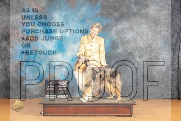 Collie Rough #6 Sun BOWBOVWBM Judge Butch Shulman_JP_0827_Glen Rose_2024_HR3