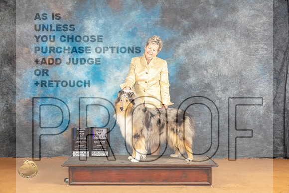 Collie Rough #6 Sun BOWBOVWBM Judge Butch Shulman_JP_0829_Glen Rose_2024_HR3