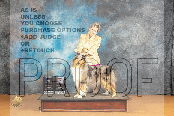 Collie Rough #6 Sun BOWBOVWBM Judge Butch Shulman_JP_0835_Glen Rose_2024_HR3