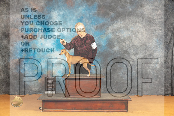 Italian Greyhound #9 Sun WDBOWM Judge Carolyn Herbel_JP_0876_Glen Rose_2024_HR3