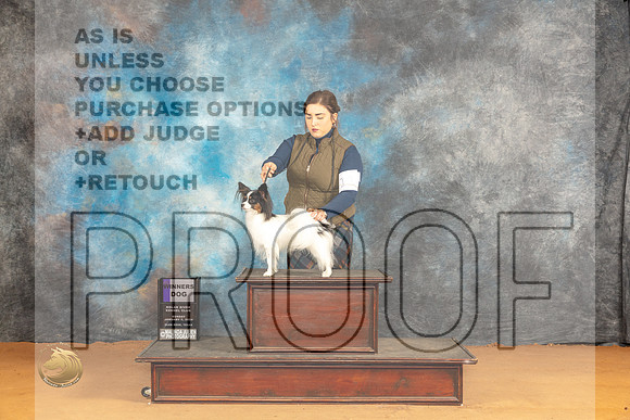 Papillon #11 Sun WD Judge Angela Pickett_JP_0899_Glen Rose_2024_HR3